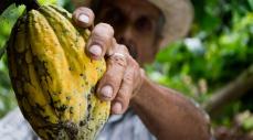 Experiencias sustitución de cultivos de coca por cacao